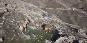 elazigda-dag-kecileri-dron-ile-goruntulendi-xcdE72h8.jpg