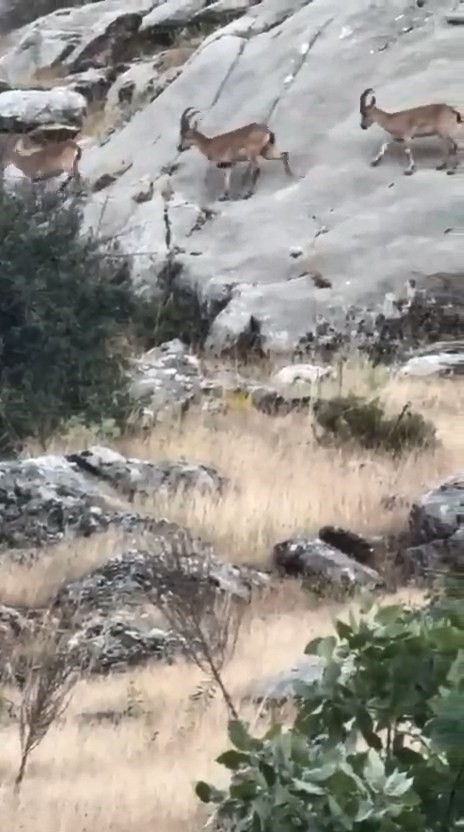 Elazığ’da dağ keçileri dronla görüntülendi 5 elazigda dag kecileri dronla goruntulendi 1 gi2JcBW8