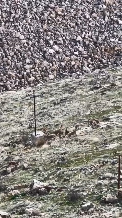elazigda dag kecileri suru halinde goruldu 0 teVirSsQ
