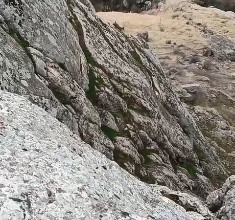 elazigda-dag-kecileri-suru-halinde-goruldu-cGpuUgjU.jpg