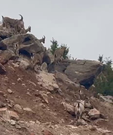 Elazığ’da dağ keçileri sürü halinde görüntülendi 5 elazigda dag kecileri suru halinde goruntulendi 1 KLGNqKsa