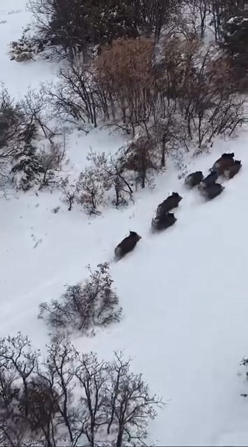 elazigda domuz surusu dron ile goruntulendi 0 rvliPhlC