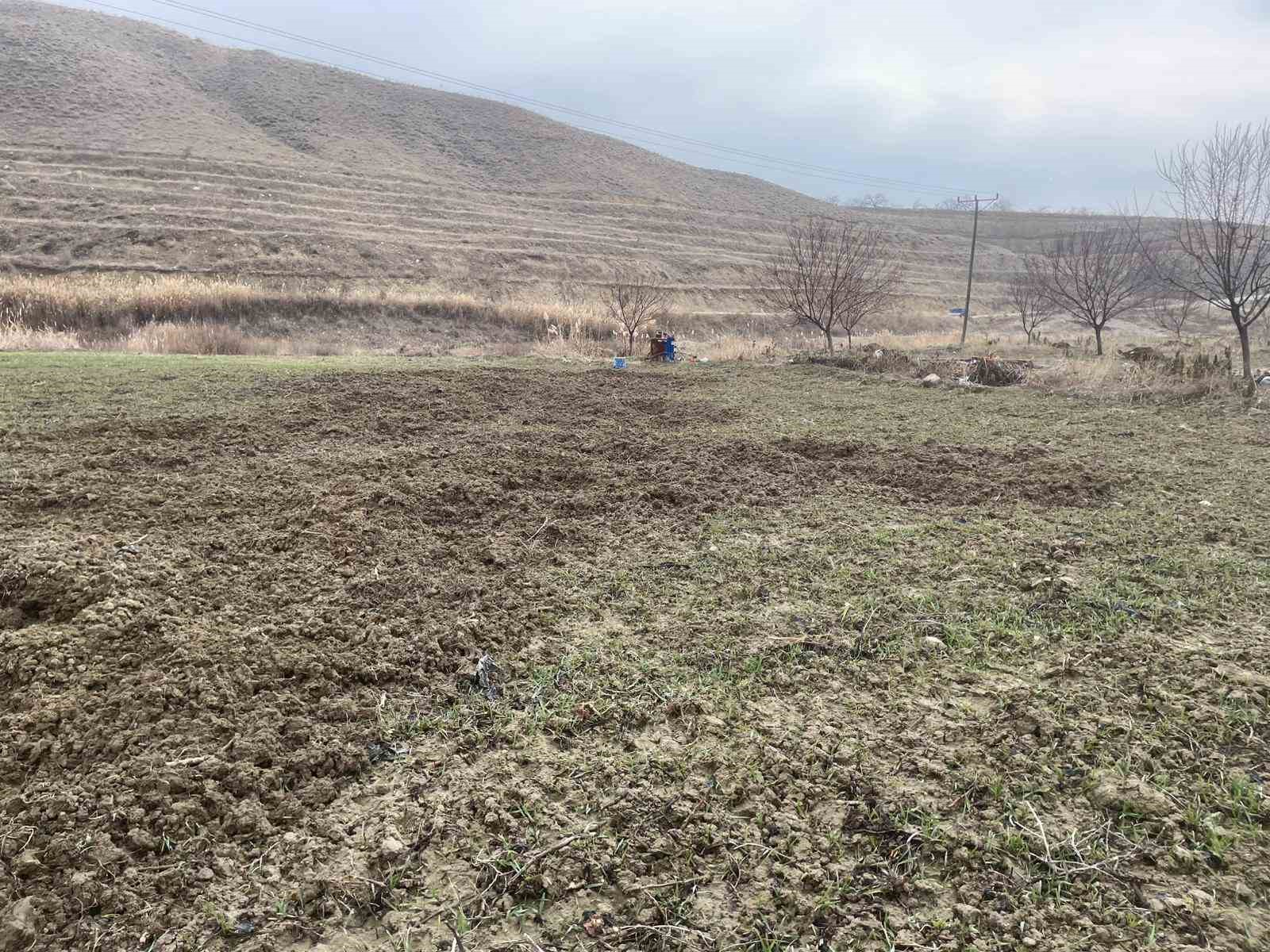 elazigda domuzlar ekili 10 donum araziyi talan etti 0 fmUkhOh4