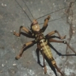 elazigda-et-yiyen-dev-cekirge-goruntulendi-sdqrHqm8.jpg