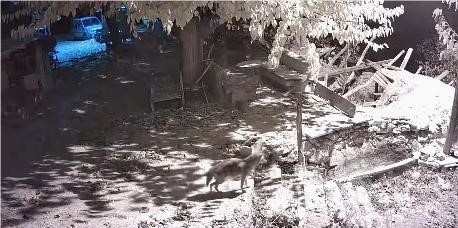 elazigda evin etrafinda yiyecek arayan cakal kamerada 1 mIrQhRTi