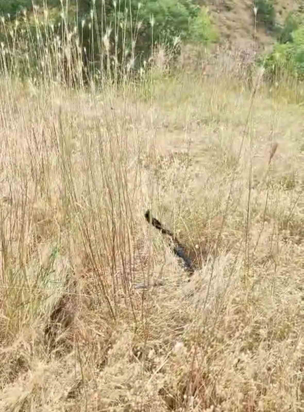 elazigda iki yilanin dansi goruntulendi 1 nGLLQWFb