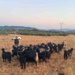 elazigda-kaybolan-30-keci-dron-destekli-calismayla-bulundu-wi79c8qW.jpg