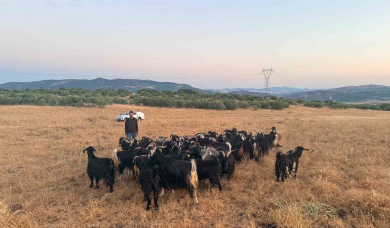 elazigda-kaybolan-30-keci-dron-destekli-calismayla-bulundu-wi79c8qW.jpg