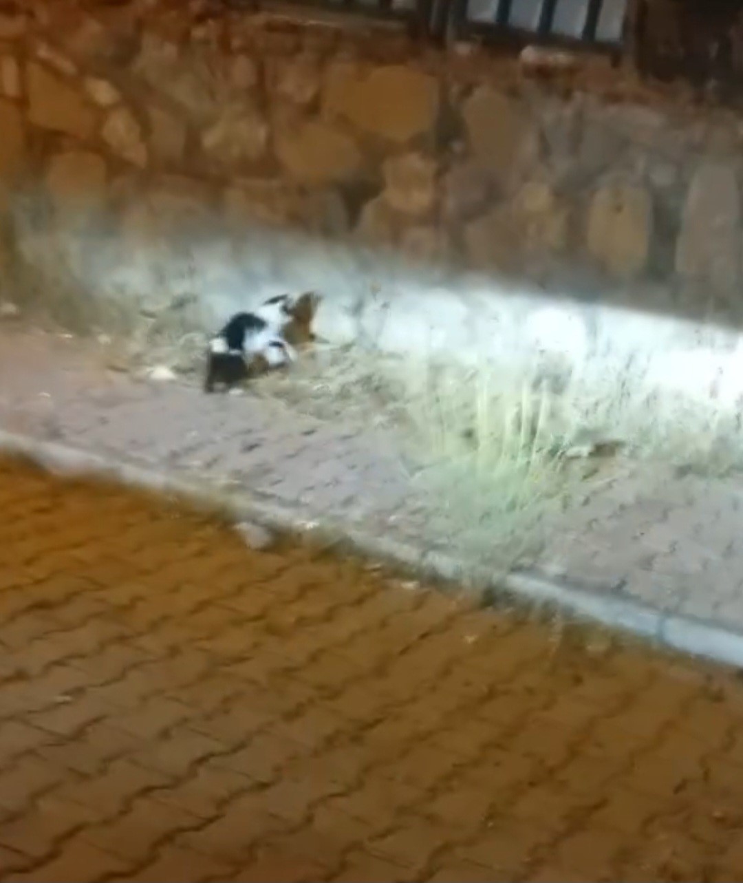 Elazığ’da kedi ile yılanın mücadelesi kamerada 4 elazigda kedi ile yilanin mucadelesi kamerada 0 g9vNDyL9