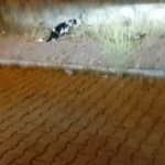 elazigda-kedi-ile-yilanin-mucadelesi-kamerada-Vjs5ZCVt.jpg