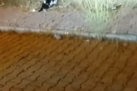 Kuraklık etkili oldu, göletlerde su seviyesi düştü 1 thumbnail