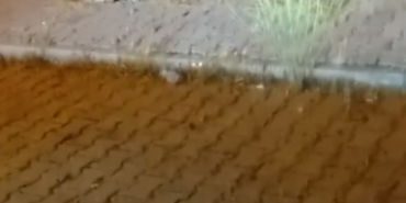 elazigda-kedi-ile-yilanin-mucadelesi-kamerada-Vjs5ZCVt.jpg