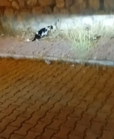 elazigda-kedi-ile-yilanin-mucadelesi-kamerada-Vjs5ZCVt.jpg