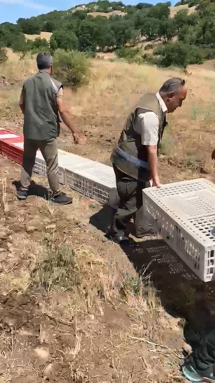 elazigda kenelerle mucadele icin dogaya keklik birakildi 0 drQ2jwHu