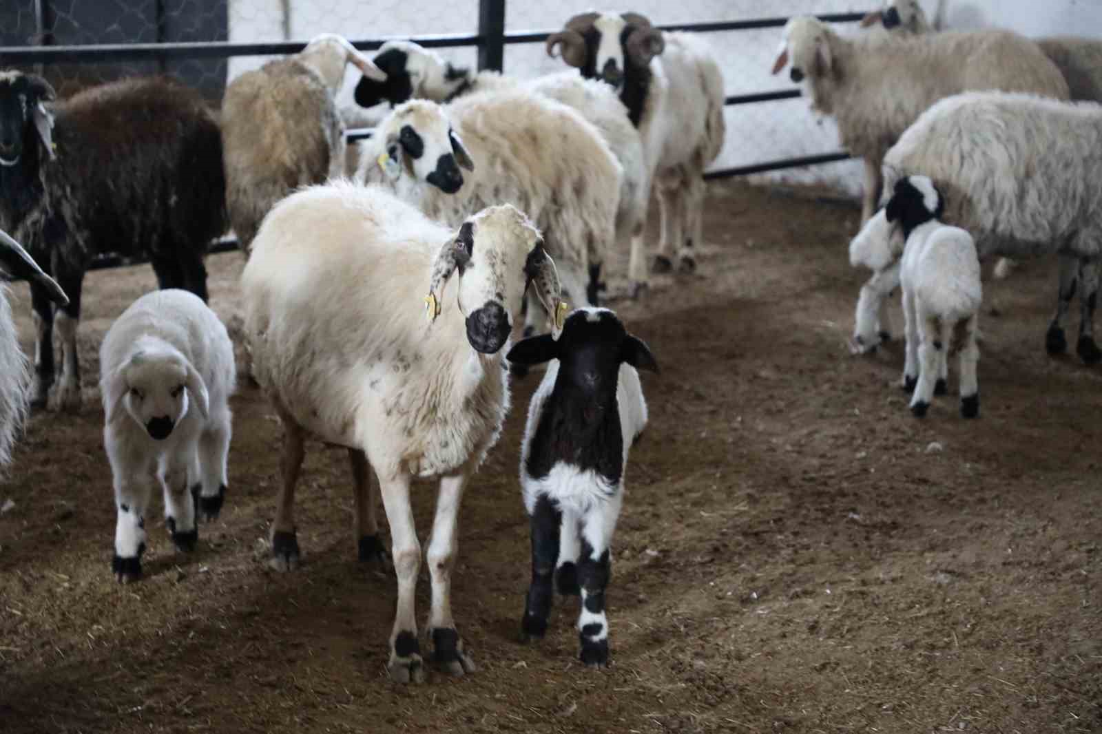elazigda kirsalda bereket kucukbasa destek basvurulari suruyor 5 5RMlzwZO