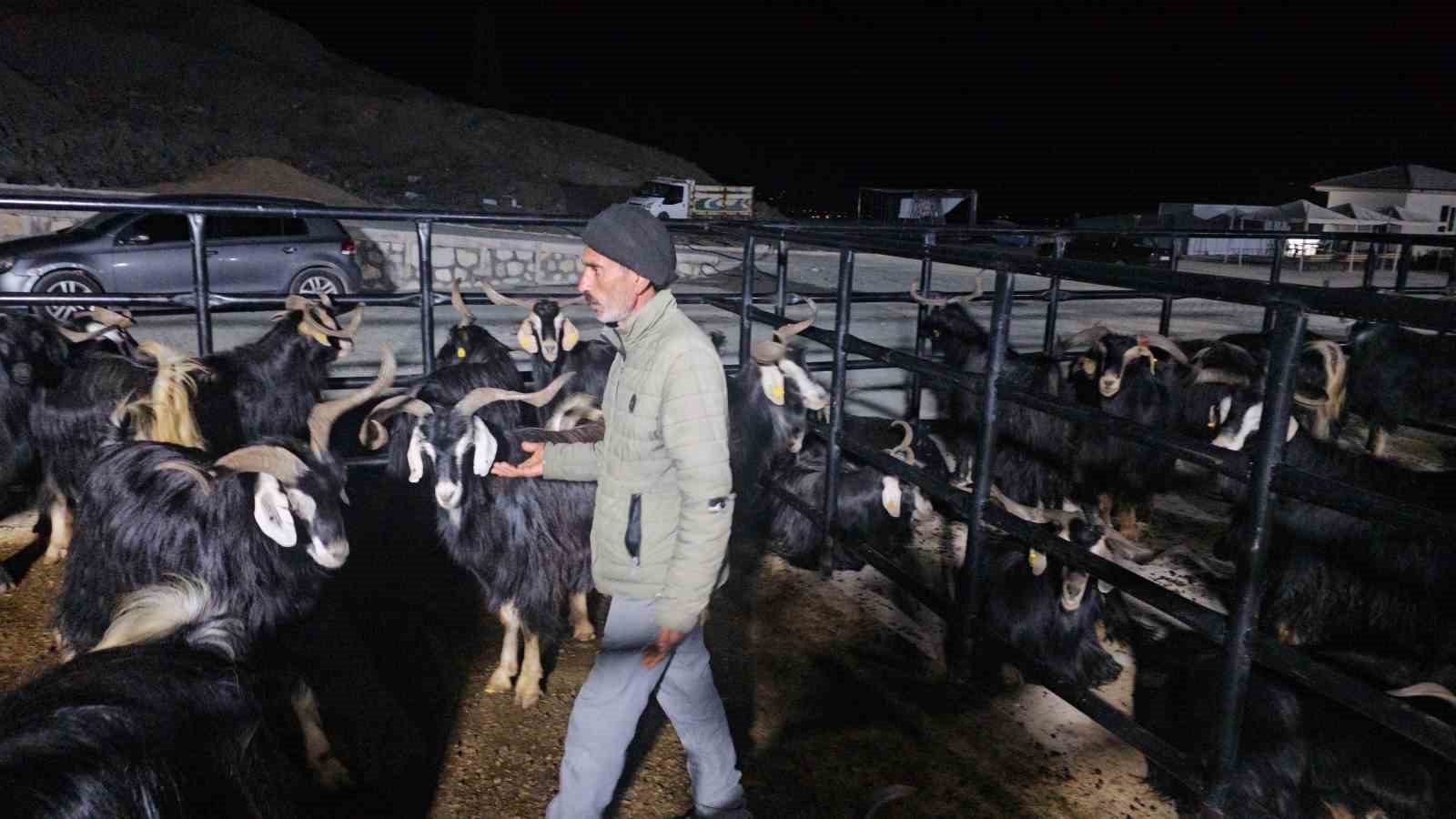 elazigda kurban pazarinda uykusuz mesai geceyi hayvanlarinin basinda geciriyorlar 3 pULceMDb