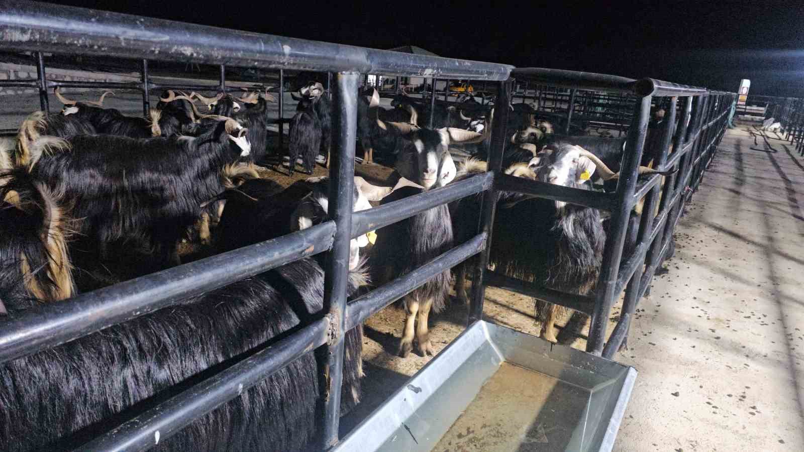 elazigda kurban pazarinda uykusuz mesai geceyi hayvanlarinin basinda geciriyorlar 4 aCE4fcwt