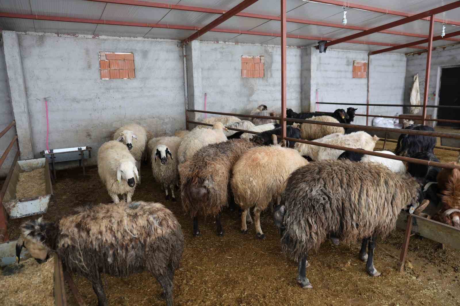 elazigda kurbanlik satislari basladi 2 5pbCQvNu