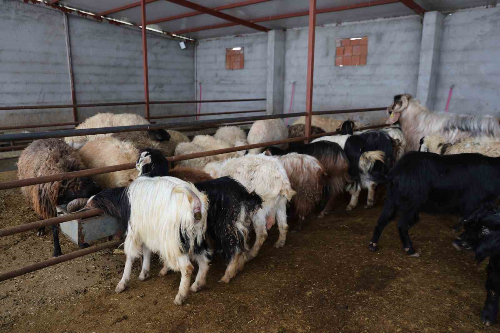 elazigda kurbanlik satislari basladi 4 jrNNh3nH