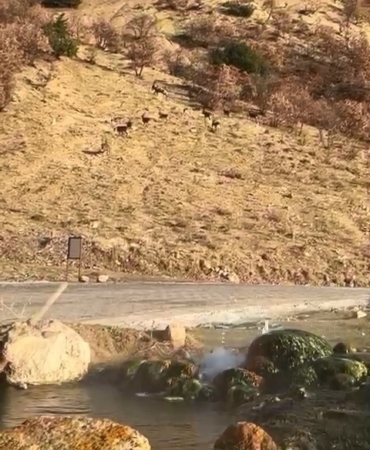 elazigda-nesli-tukenme-tehdidi-altinda-olan-dag-kecileri-goruldu-4pbeQnN2.jpg