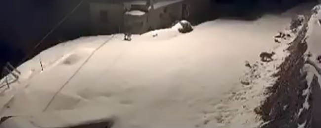 elazigda nesli tukenmekte olan vasak ailesi goruldu 0 EMyOUe8R