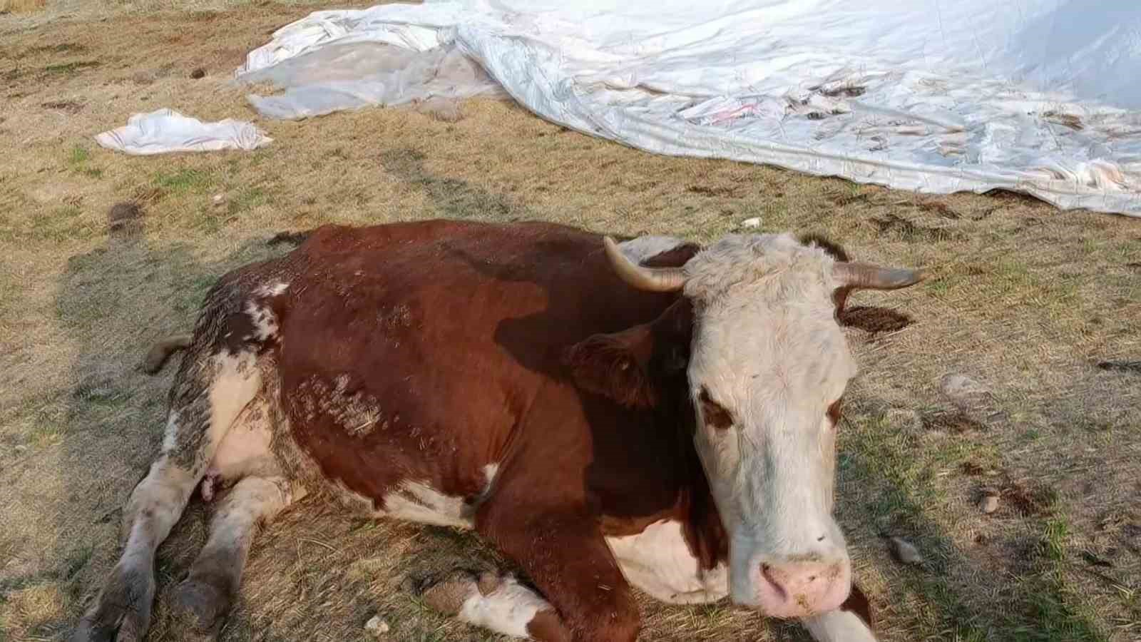 elazigda sap hastaligi ve olumler ureticiyi zorluyor 2