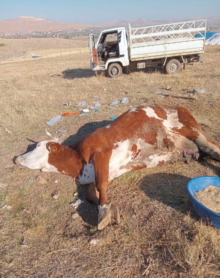 elazigda sap hastaligi ve olumler ureticiyi zorluyor 5 pSmRhsnh
