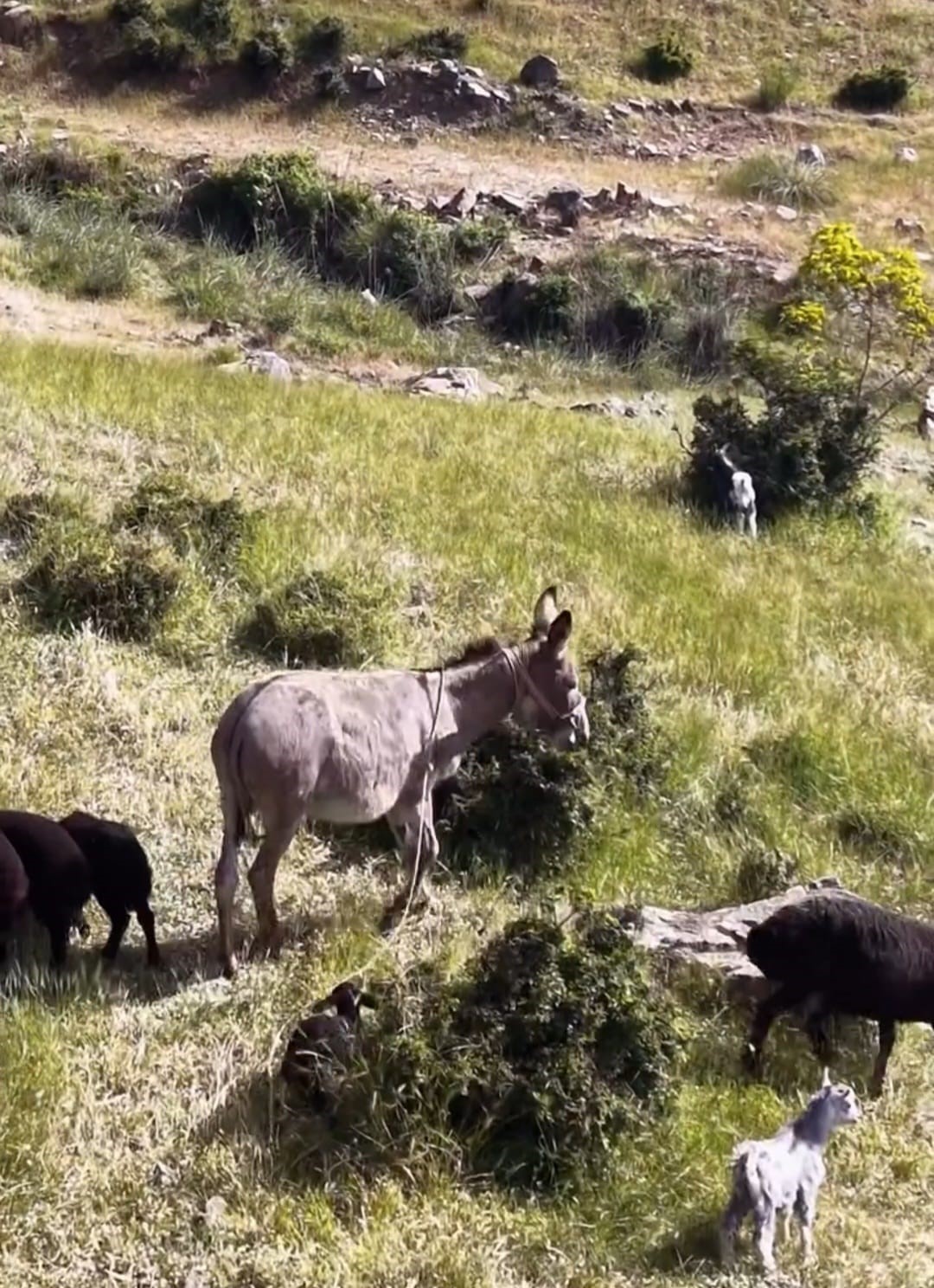 elazigda suruden ayrilan esegi dronun sesi geri getirdi 0 bUMsDM6t