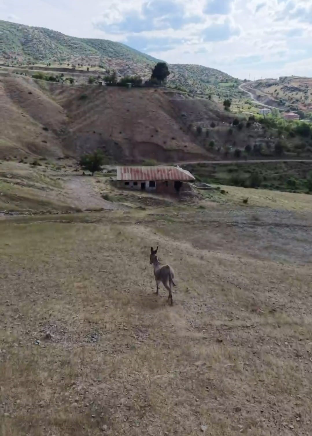elazigda suruden ayrilan esegi dronun sesi geri getirdi 2 Dyijnktj