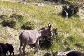 Mezarların üzerine çıkıp otlanan yaban domuzu görüntülendi 2 thumbnail