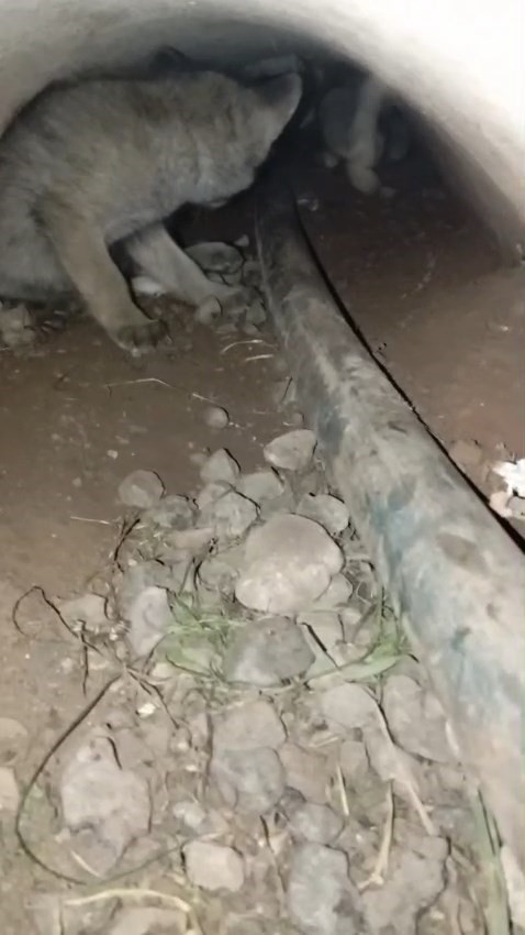 elazigda tilki yavrulari yuvalarinda goruntulendi 3 EgC2RpKZ
