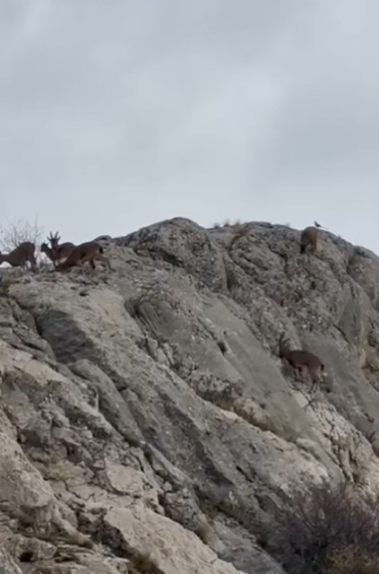 elazigda yaban kecileri suru halinde goruntulendi 1 l54LEIjA