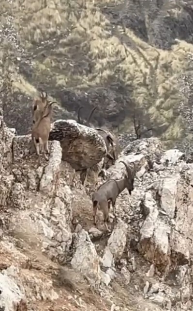 elazigda yaban kecileri suru halinde goruntulendi 2