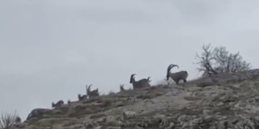elazigda-yaban-kecileri-suru-halinde-goruntulendi-Lz4wzOqk.jpg