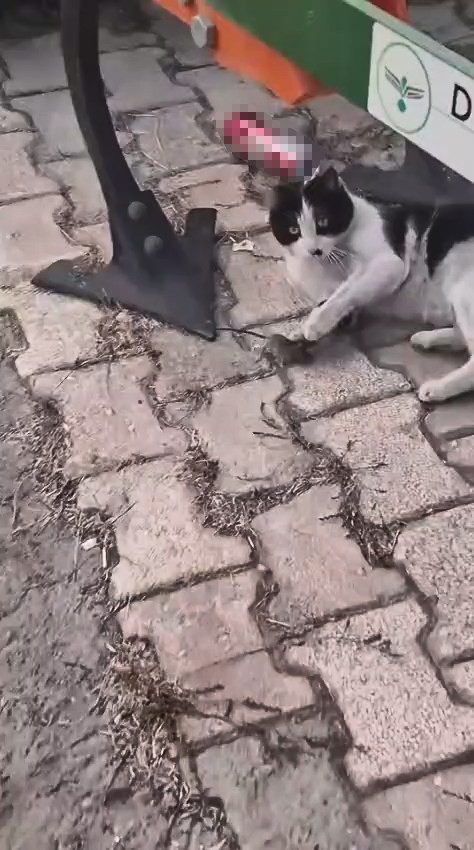 elazigda yakaladigi fareyle oynayan kedi kamerada 1 im8HNcdV