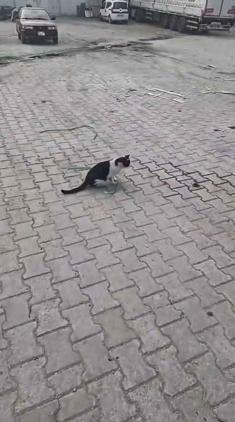 elazigda yakaladigi fareyle oynayan kedi kamerada 2 sQM362js