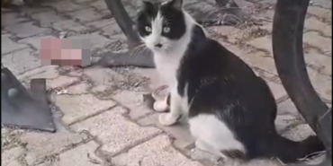 elazigda-yakaladigi-fareyle-oynayan-kedi-kamerada-ttPKjN8y.jpg