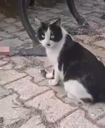 elazigda-yakaladigi-fareyle-oynayan-kedi-kamerada-ttPKjN8y.jpg