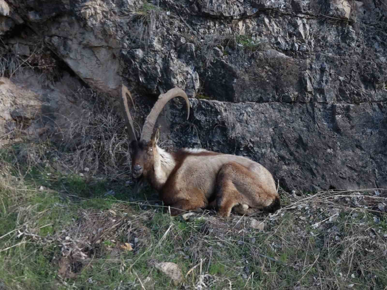elazigda yarali dag kecisi icin ekipler seferler oldu 1 bBW8FYj2