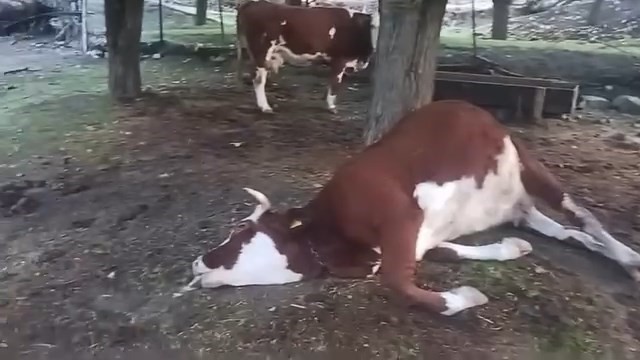 elazigda yildirim dusmesi sonucu 2 inek telef oldu 0 XSdZqZC3