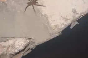Yiyecek arayan ayı köye indi, o anlar güvenlik kamerasına yansıdı 1 thumbnail