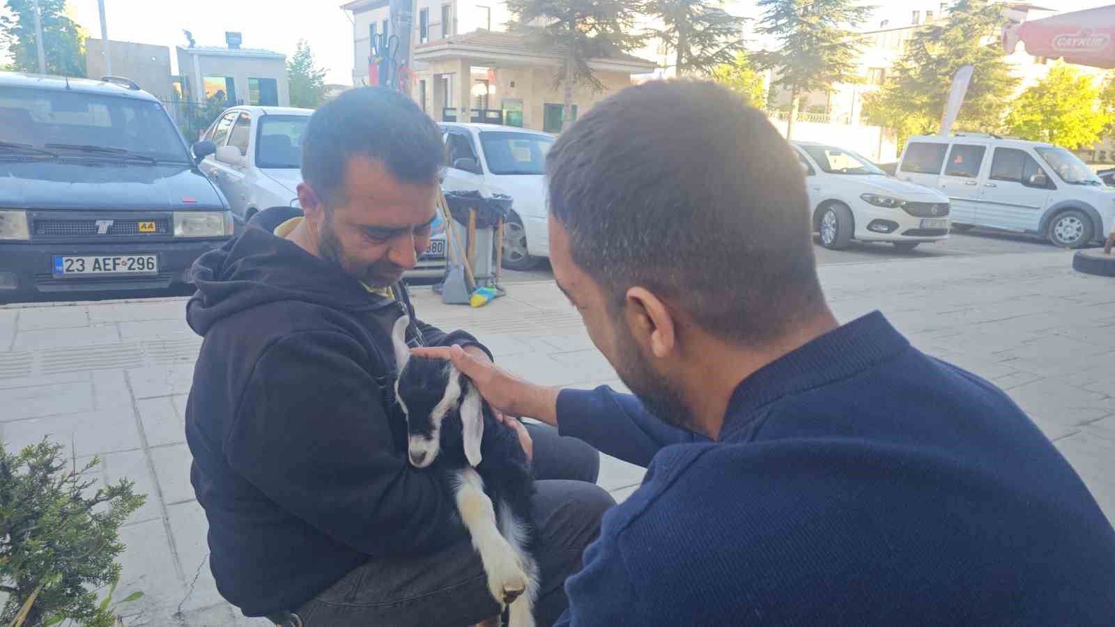 elazigda zeytin isimli oglak mahallenin maskotu haline geldi 0 usnPrYtR