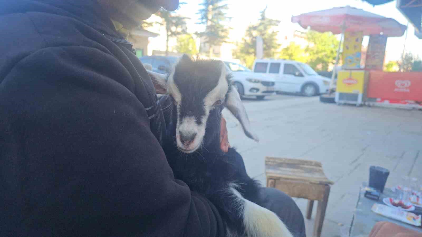 elazigda zeytin isimli oglak mahallenin maskotu haline geldi 1 mKrMYn4C