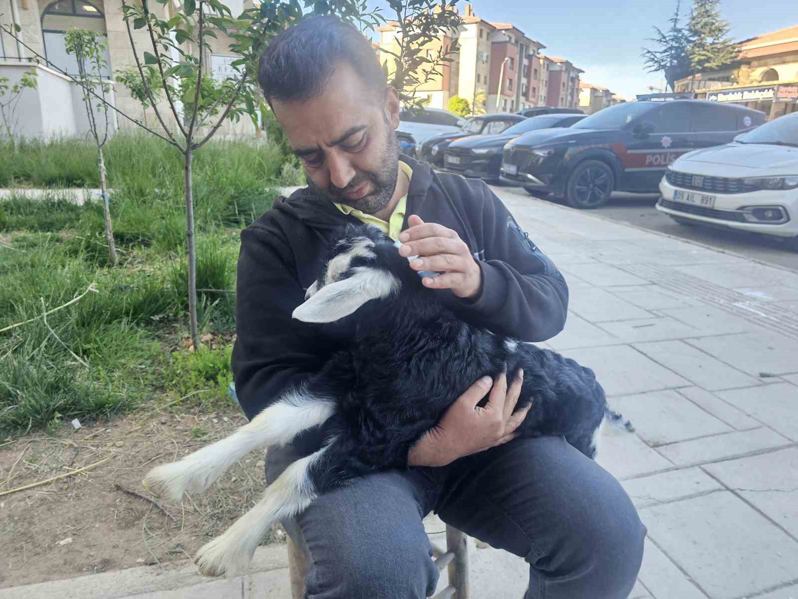 elazigda zeytin isimli oglak mahallenin maskotu haline geldi 2