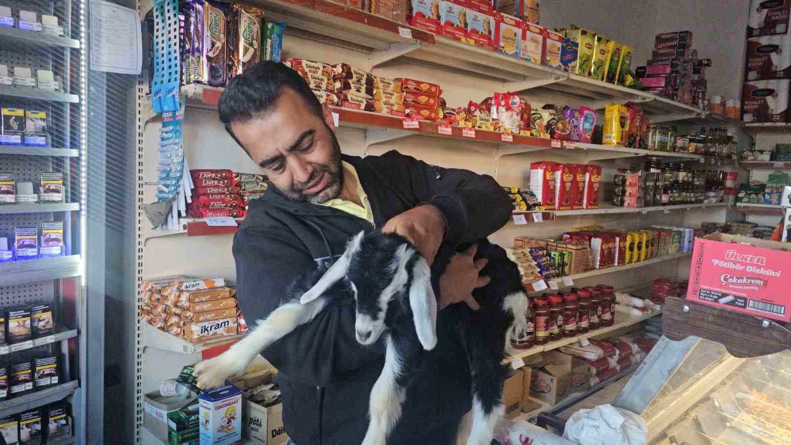 elazigda zeytin isimli oglak mahallenin maskotu haline geldi 5 Avlr64M4