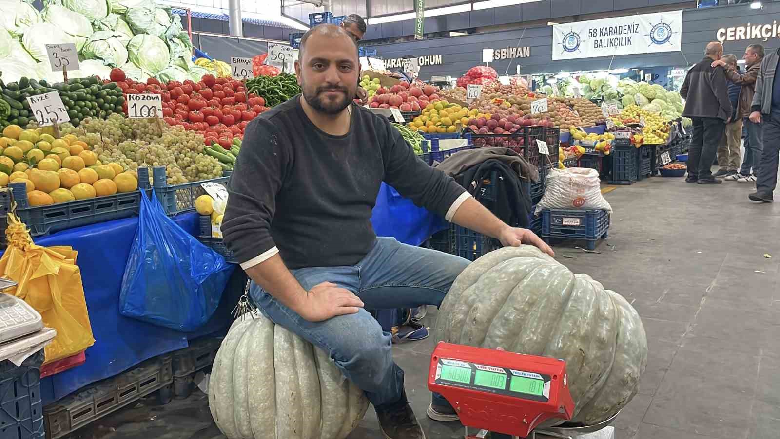 ele avuca sigmayan 60 kiloluk bal kabagi el arabasiyla tasiniyor 3 X7jKNe35