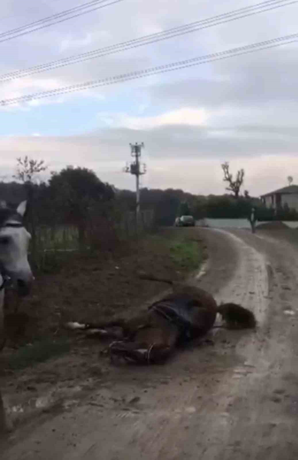 elektrik akimina kapilan at telef oldu 0 ZswmDPad