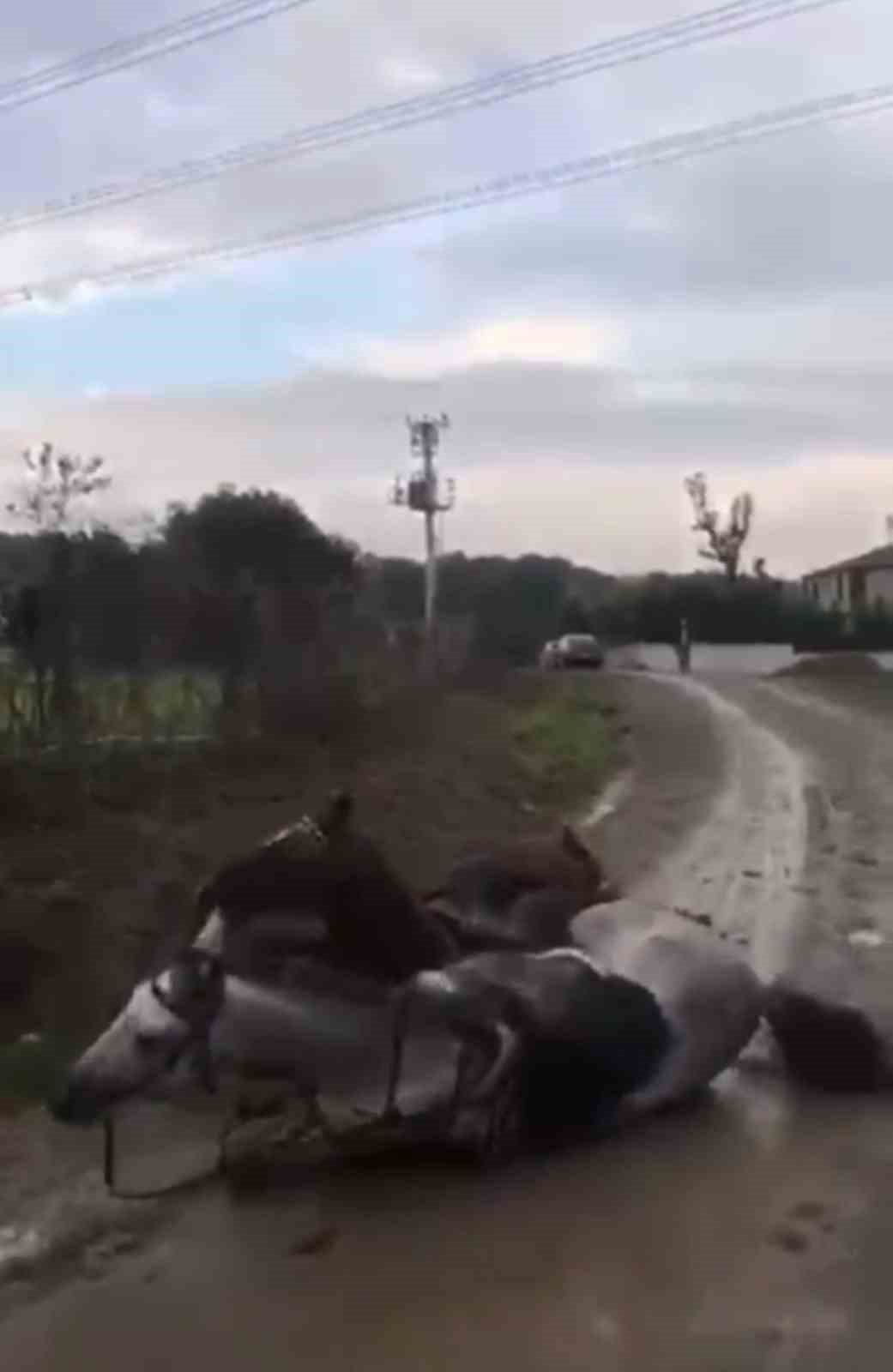 elektrik akimina kapilan at telef oldu 2 LC6V3KMP