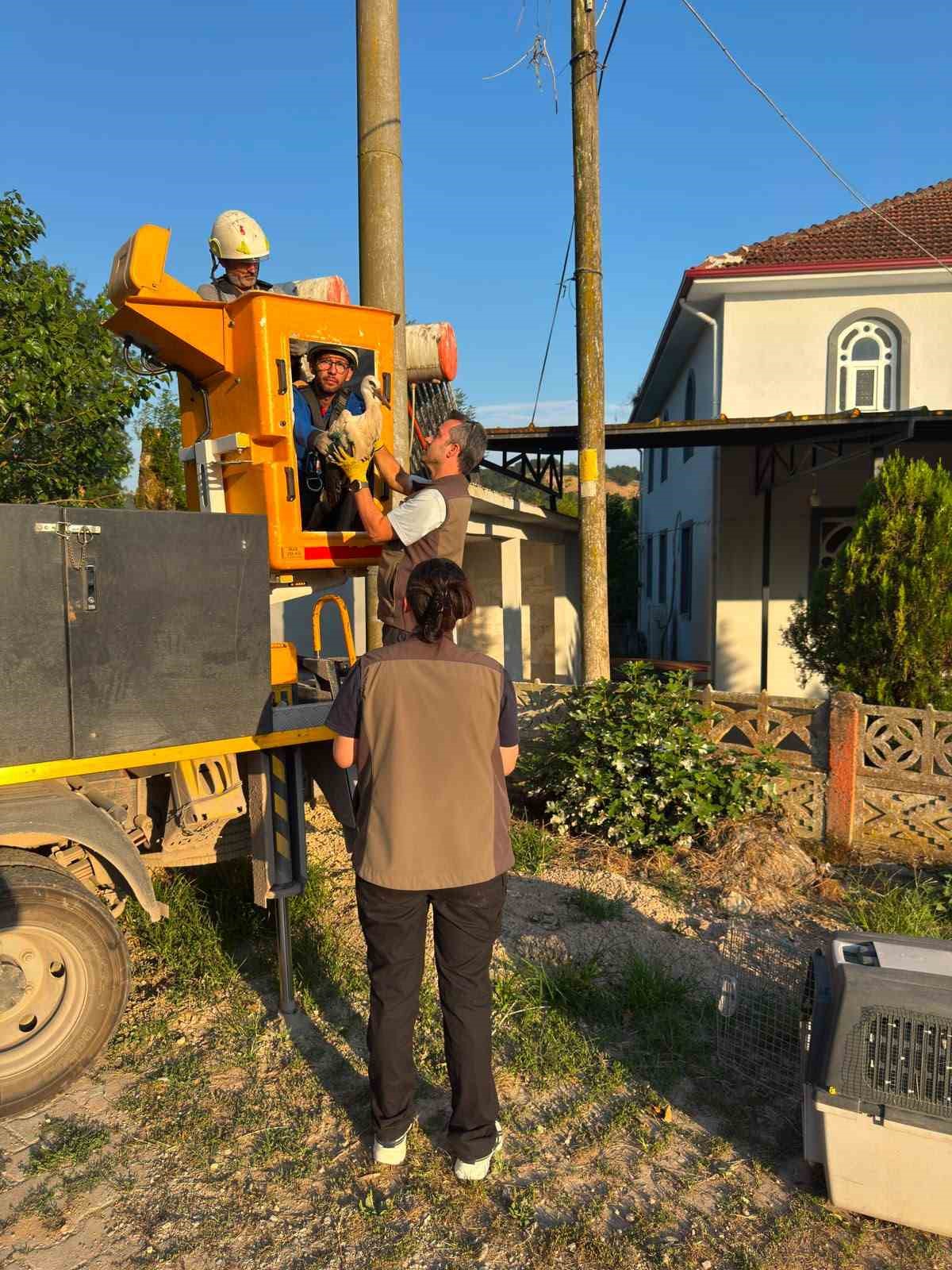 elektrik diregindeki yuvada sahipsiz kalan yavru leyleklere sefkat eli 0 DQMlFmFS