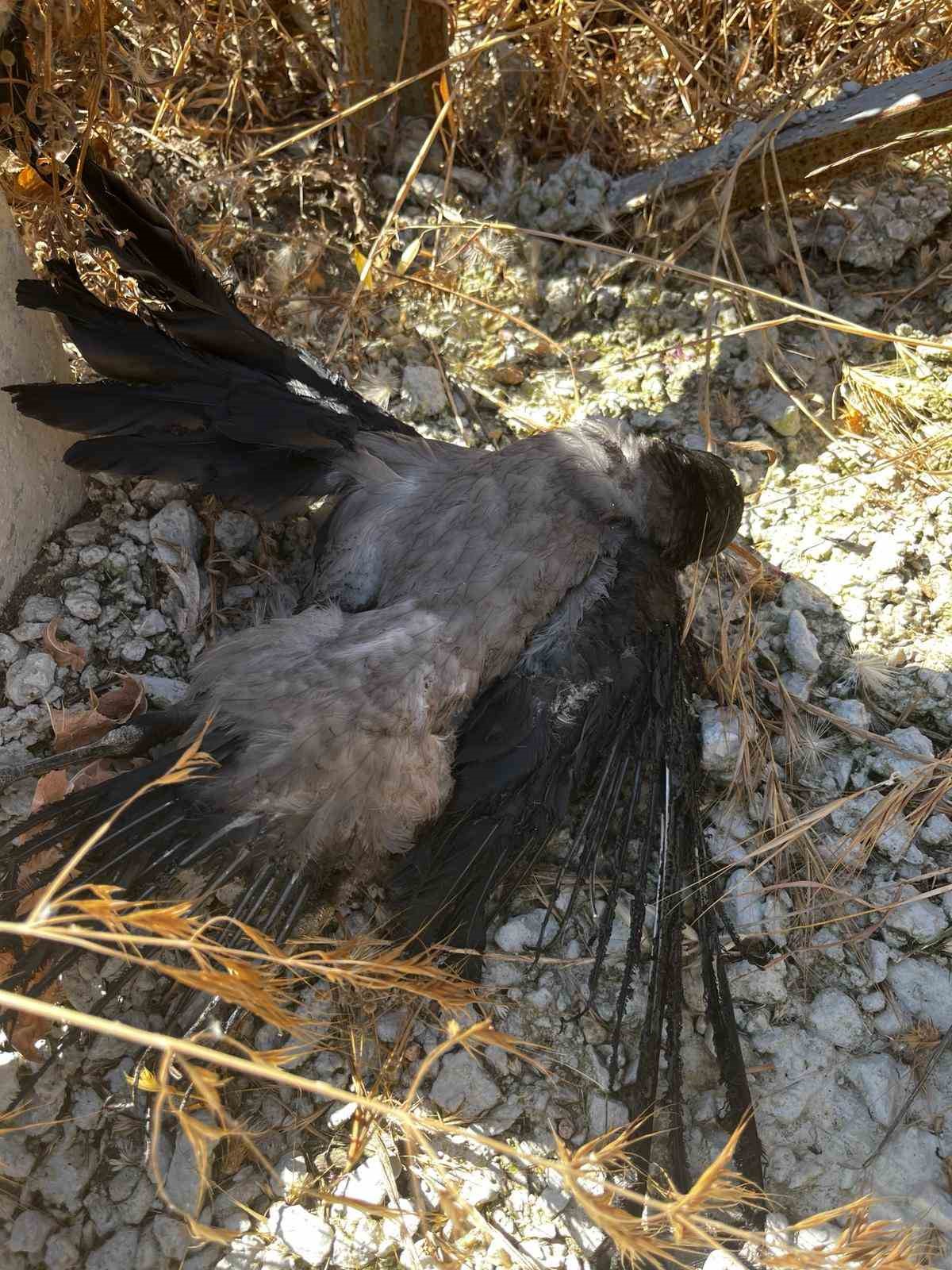 Elektrik tellerine çarpan karga yangına sebep oldu 7 elektrik tellerine carpan karga yangina sebep oldu 3 eOCT5CXb